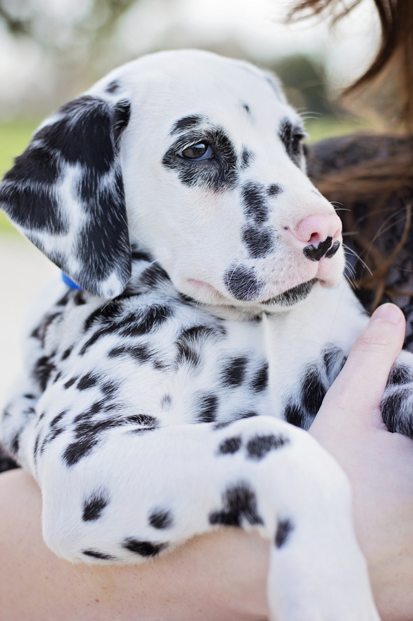© Brianna Noelle Photography | Daily Dog Tag | adorable black and white Dalmatian-puppy