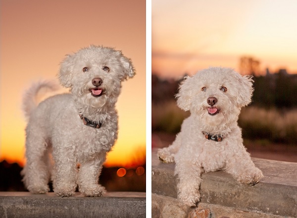 © Fetchlight Pet Lifestyle Photography |Daily Dog Tag | handsome-dog-at-sunset