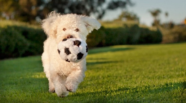 © Fetchlight Pet Lifestyle Photography |Daily Dog Tag | Maltese/Bichon/Poodle with soccer ball