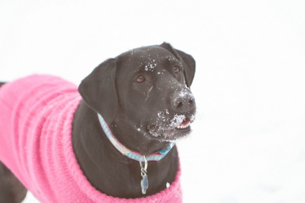 © Fotos by Faren | Daily Dog Tag | Black-Lab-wearing-pink-sweater-with-snow-on-face