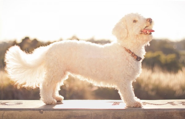 © Fetchlight Pet Lifestyle Photography|Daily Dog Tag | long-bodied, short-legged-dog