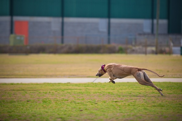 © Lupine Lens Photography | Daily Dog Tag | Greyhound running