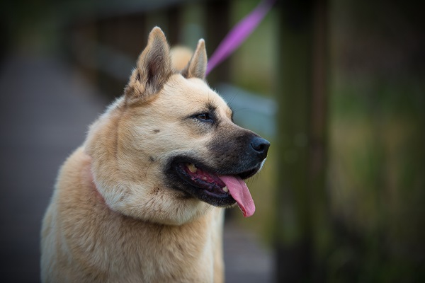 © Lupine Lens Photography | Daily Dog Tag | Chow-mixed-breed