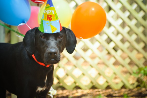 © Fotos by Faren  | Daily Dog Tag | Opie Birthday Party