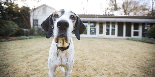 © McGraw Photography | Daily Dog Tag | senior Pointer-in-backyard