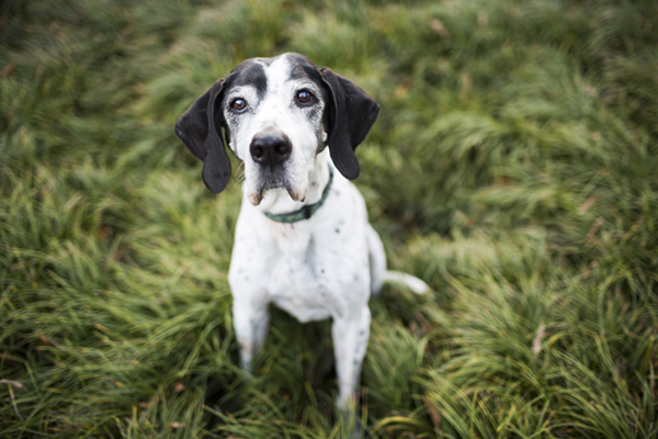 © McGraw Photography | Daily Dog Tag | Senior-Pointer, modern-pet-photography