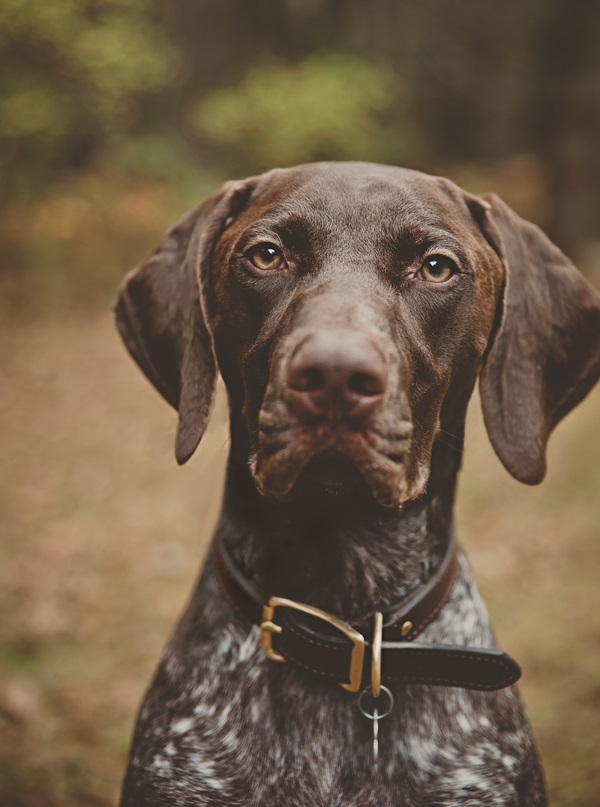 © Patrick Hadley Photography | Daily Dog Tag | Handsome-German-Shorthaired-Pointer