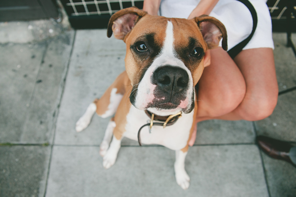 © Vivian Sachs Photography | Daily Dog Tag |  Sweet-Boxer and couple at Ice-cream-shop, SF-photography