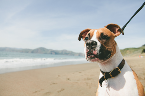 © Vivian Sachs Photography | Daily Dog Tag |  Handsome-dog-at-beach