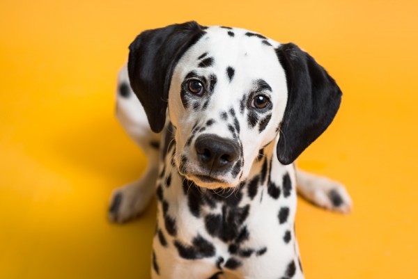 © Chewbone Studio  | Daily Dog Tag | Dalmatian Puppy