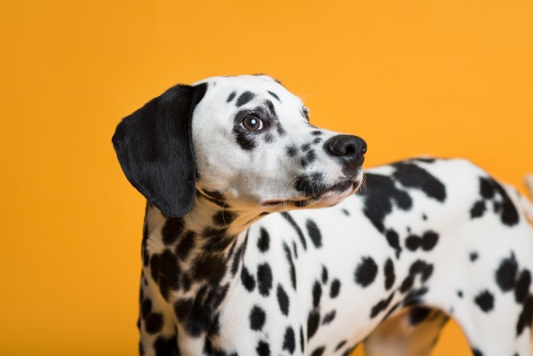 © Chewbone Studio  | Daily Dog Tag | Dalmatian Puppy