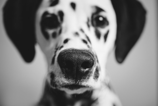 © Chewbone Studio | Daily Dog Tag | Dalmatian Puppy