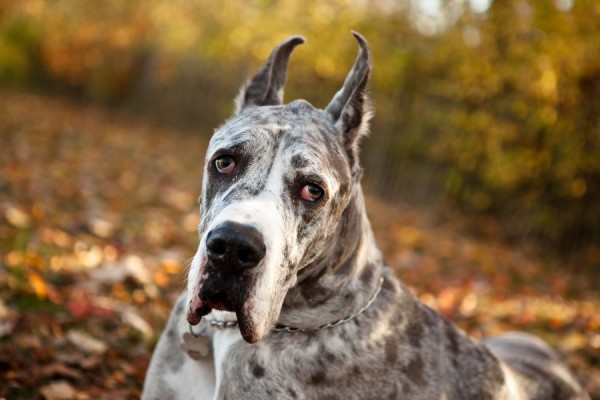 Paw Prints | Pet Portraits by Charlene | Daily Dog Tag |Great Dane