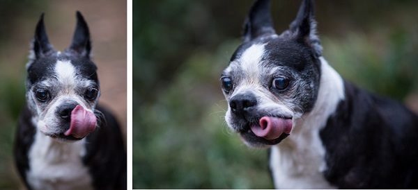 © Kelley Smallman Photography | Daily Dog Tag | senior-dog, Boston-Terrier-tongue-out