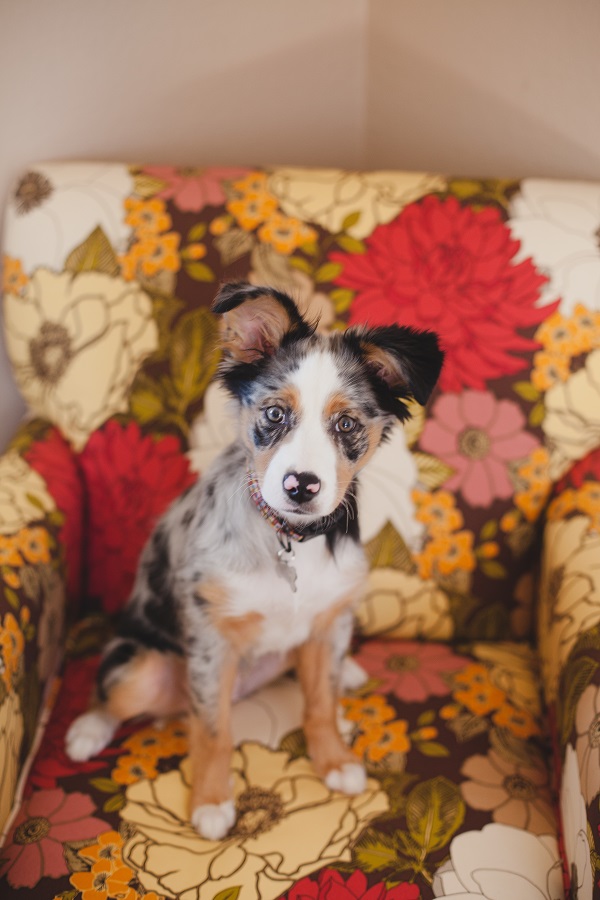 M© Moondance Photography | Daily Dog Tag | Mini-Aussie-puppy-lifestyle-photography