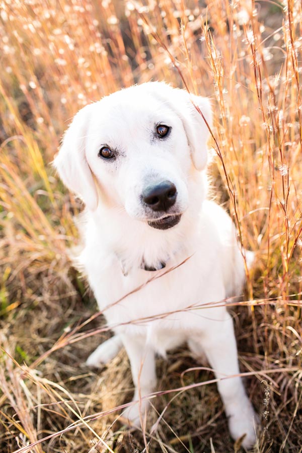 © Melissa Tuck Photography | Daily Dog Tag | English-Cream-Golden-Retriever-in-field