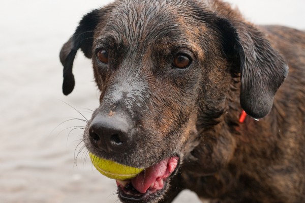 © Tiltawhirl Imagery | Daily Dog Tag | Wet-Dog-with-ball