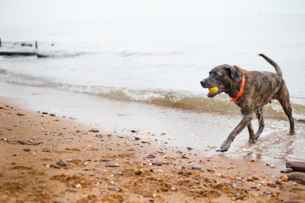 © Tiltawhirl Imagery | Daily Dog Tag | Dog-Friendly-Beach, Downs Park