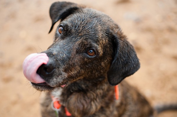 © Tiltawhirl Imagery | Daily Dog Tag | Wet-sandy-dog-with-tongue-sticking-out