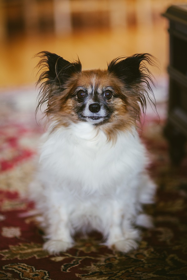 © Natalie Champa Jennings  | Daily Dog Tag |Zen dog portrait photography St Paul Minnesota