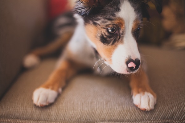 © Moondance Photography | Daily Dog Tag | Mini-Aussie-puppy, on-location-dog-photography