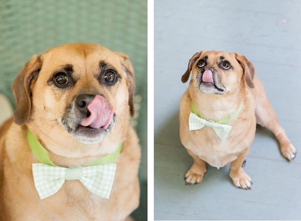 Overweight Puggle in Bow tie