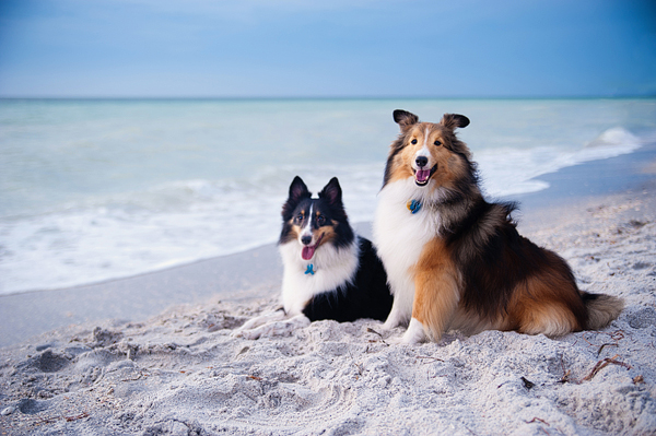 © Emilee Fuss Photography | Daily Dog Tag | gorgeous dogs at beach