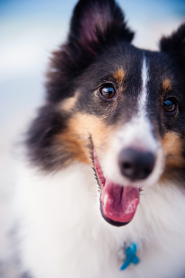 © Emilee Fuss Photography | Daily Dog Tag | #Sheltie at #beach
