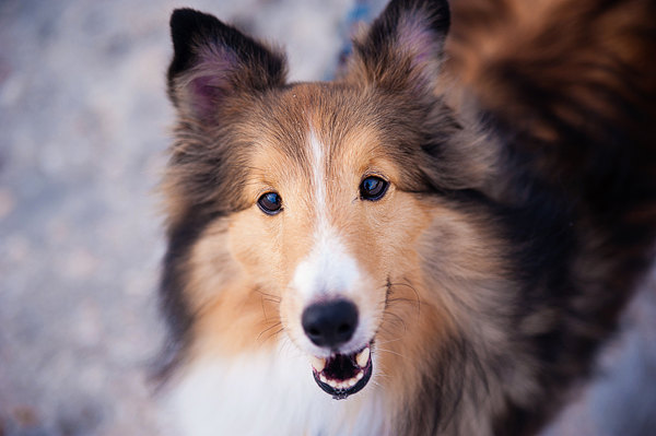 © Emilee Fuss Photography | Daily Dog Tag | Handsome-Dog-on-Beach