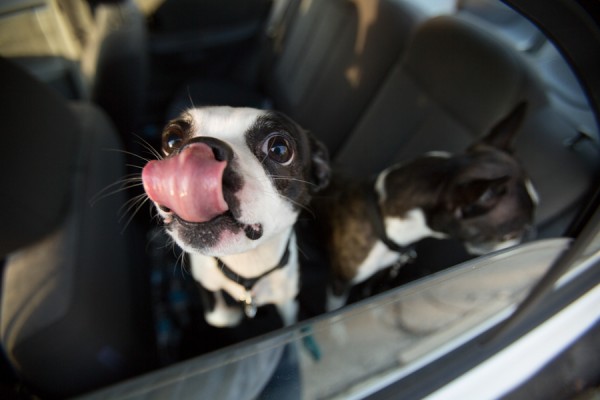 j.ro photography | Daily Dog Tag | Boston-Terriers-in-car