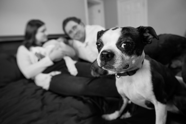 j.ro photography | Daily Dog Tag | Boston-Terriers and family-portrait-session, Black-White-Boston-Terrier