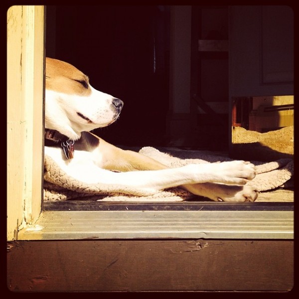 © Good Doggy Photography  | Daily Dog Tag | dog, sun-seeker