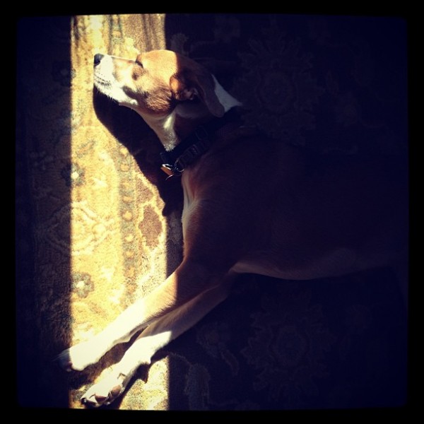 © Good Doggy Photography  | Daily Dog Tag | Frannie-the-sun-worshipping-dog