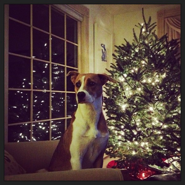 © Good Doggy Photography  | Daily Dog Tag | Dog and Christmas tree