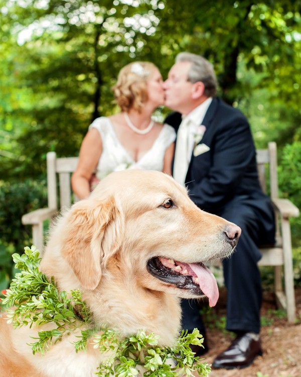 © Cariad Photography/Laura Parente | Daily Dog Tag | Dog in Wedding