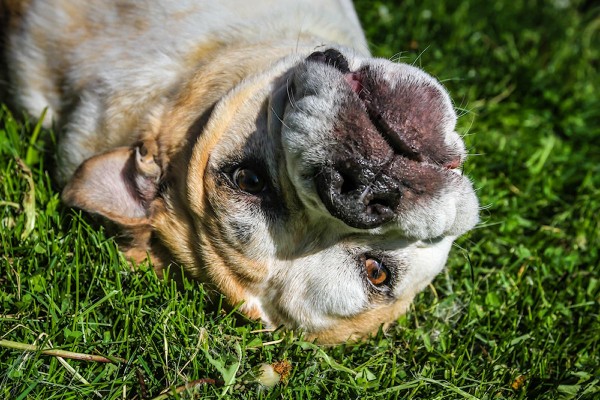 Adoptable English Bulldog from Dog House Adoptions, Troy, NY, English-Bulldog-rolling-in-grass
