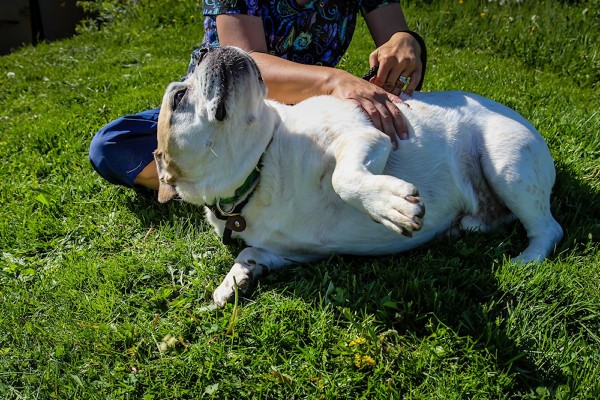 Adopt Knuckles from Dog House Adoptions, Troy, NY, Bulldog-enjoying-belly-rub