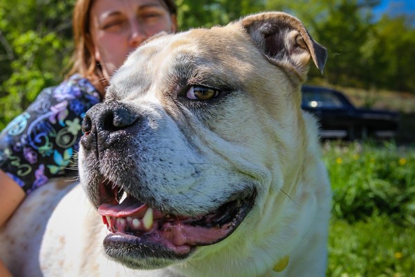 Adopt Knuckles from Dog House Adoptions, Troy, NY, Handsome-English-Bulldog