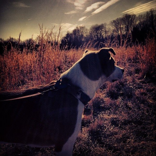 © Good Doggy Photography  | Daily Dog Tag | dog-sunset-iphone
