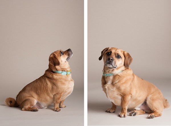 © Alice G Patterson Photography | Daily Dog Tag | chubby Puggle, 
