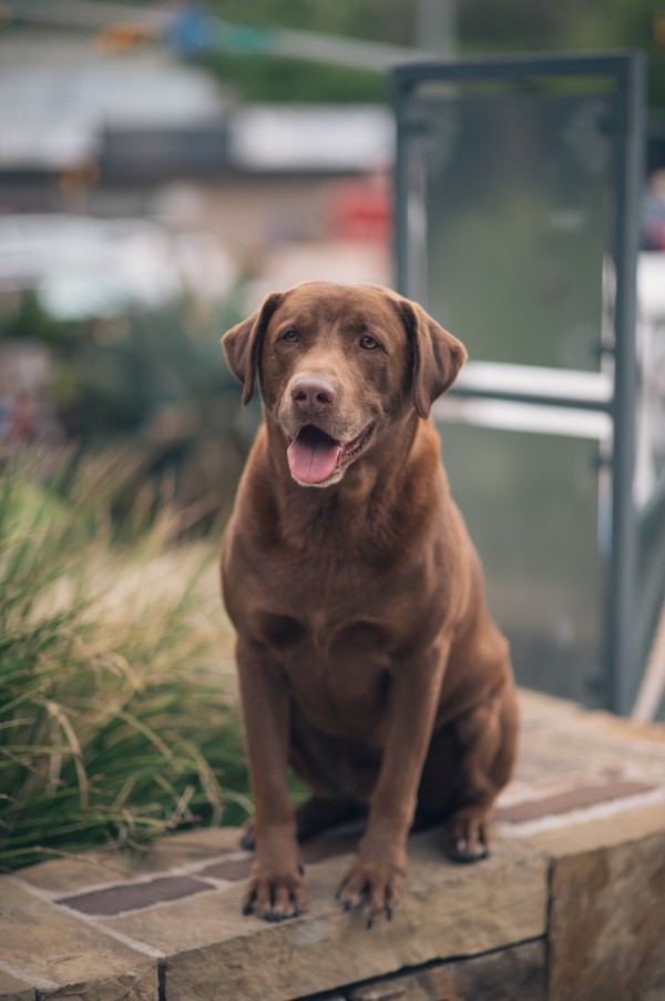 © Anna Smith Photography | Daily Dog Tag | Handsome-Chocolate-Labrador, Austin Photography