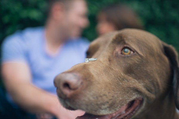 © Anna Smith Photography | Daily Dog Tag | Chocolate Lab - Two in love and an awesome engagement ring-1-20