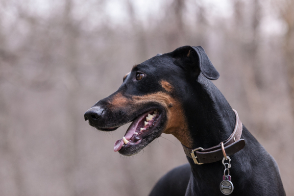 © Paw Prints - Pet Portraits By Charlene | Daily dog Tag | Handsome-Greyhound-Doberman-mix