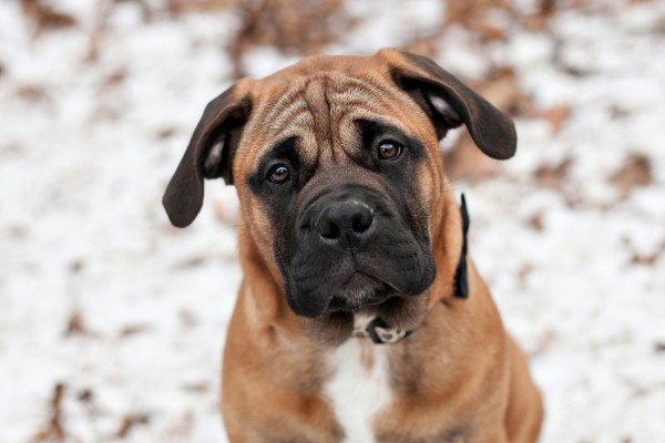 © Paw Prints | Pet Portraits by Charlene | Daily Dog Tag |  Bullmastiff puppy--in-snow