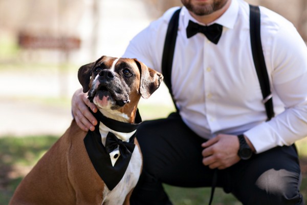 © Custom Portraits by Charlene | Daily Dog Tag | Boxer-and-groom, Pittsburgh-wedding-photography