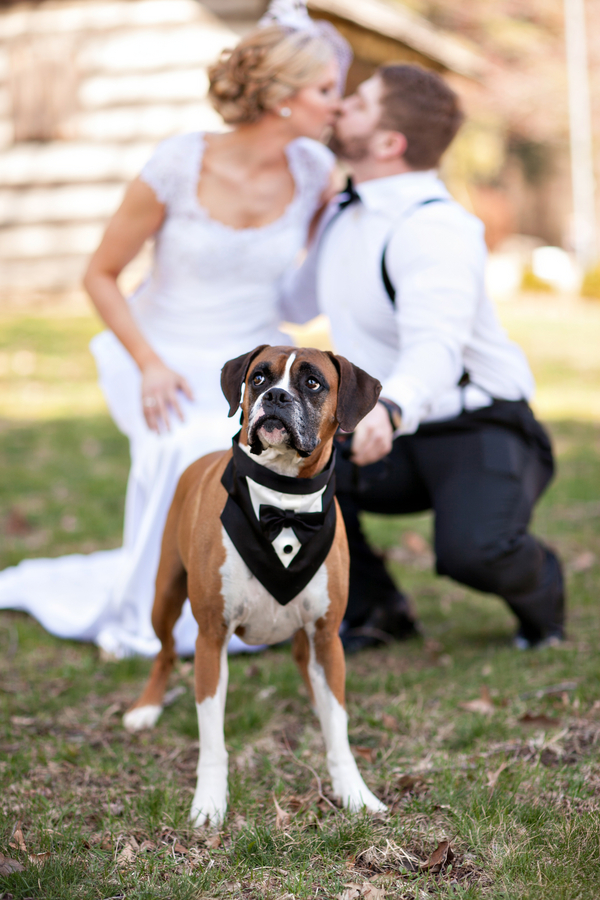 © Custom Portraits by Charlene | Daily Dog Tag | Boxer and newlyweds