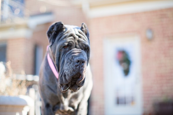 © Gayle Driver Photography  | Daily Dog Tag | Neapolitan Mastiff, VA-Pet-Portraits