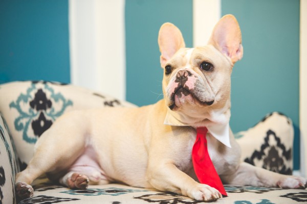 © BG Productions | Daily Dog Tag | Frenchie-on-chaise