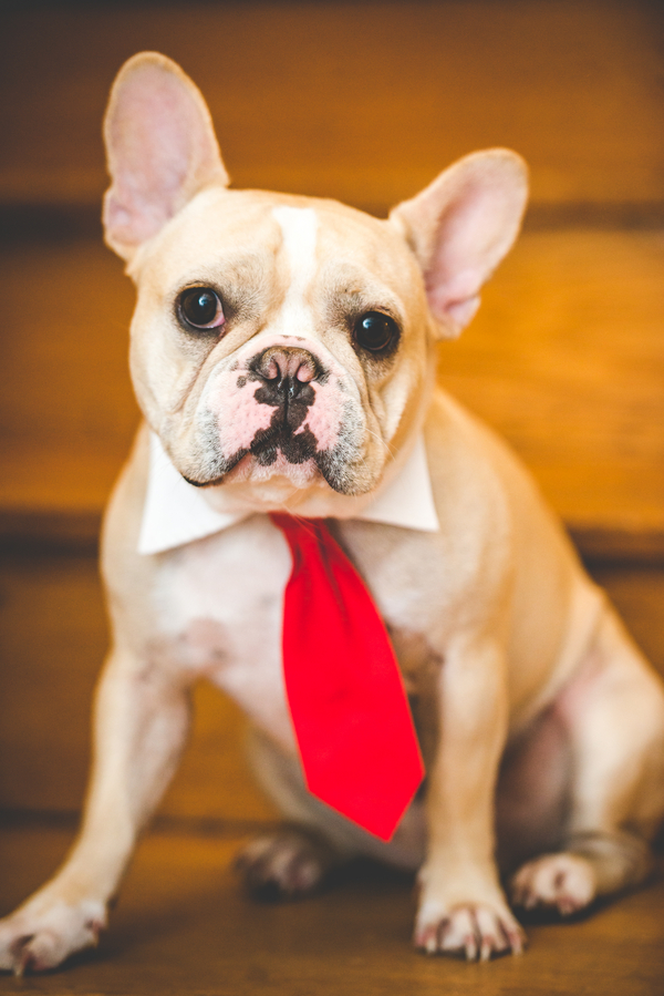 © BG Productions | Daily Dog Tag | Frenchie-in-tie