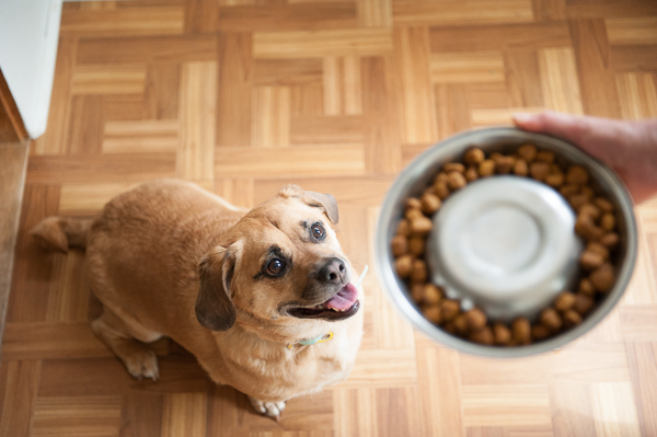 © Daily Dog Tag | Happy and hungry Puggle at mealtime